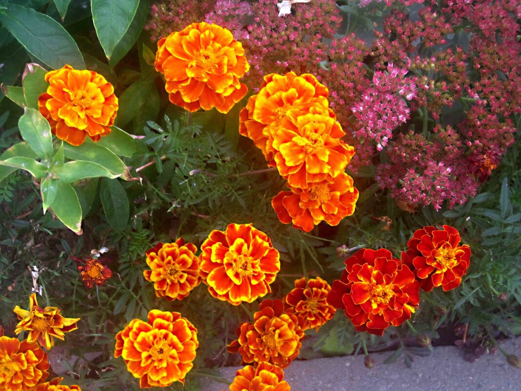 ***** - Елена Семигина