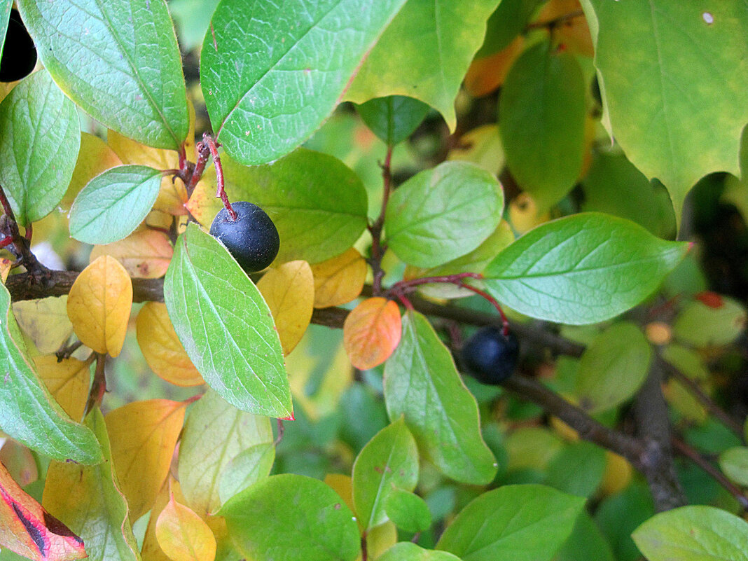 Осеннее - Елена Семигина