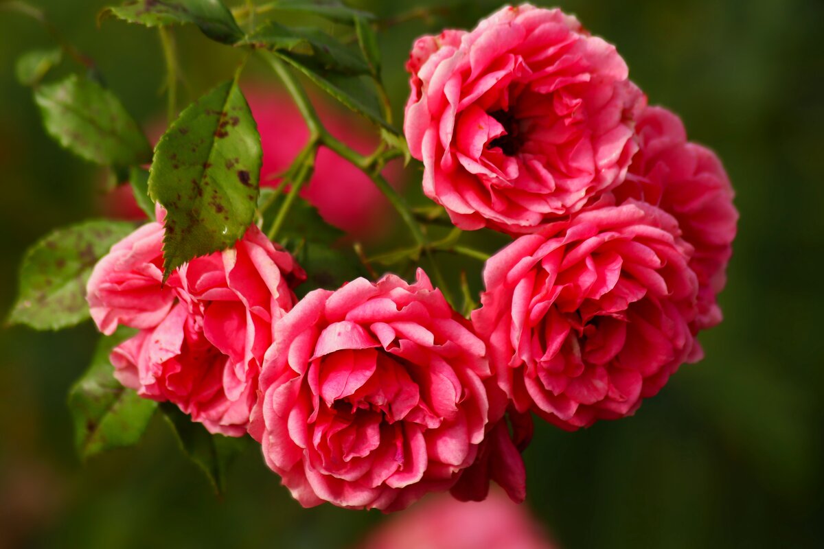 Доброе утро! - Юрий. Шмаков