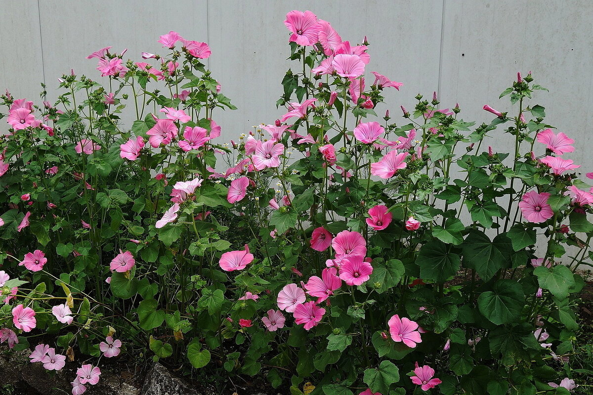 Мальва лаватера - Рита Симонова