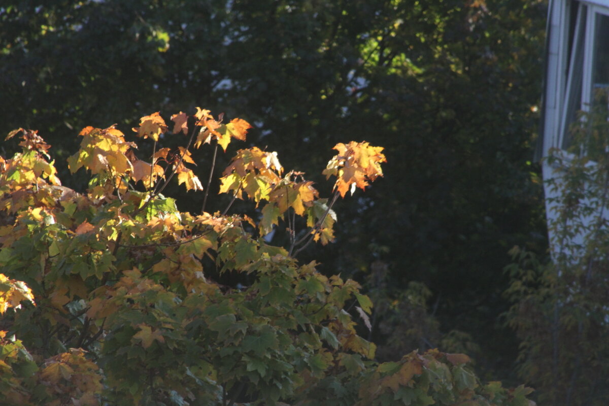 Отдельные мазки осени - олег свирский 