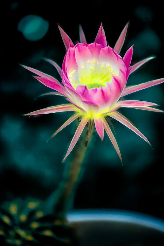 Цветение кактуса - Игорь Хижняк