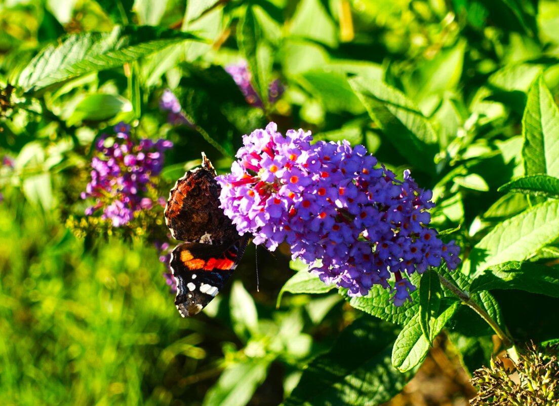 Повторное цветение Буддлеи Давида - Aida10 