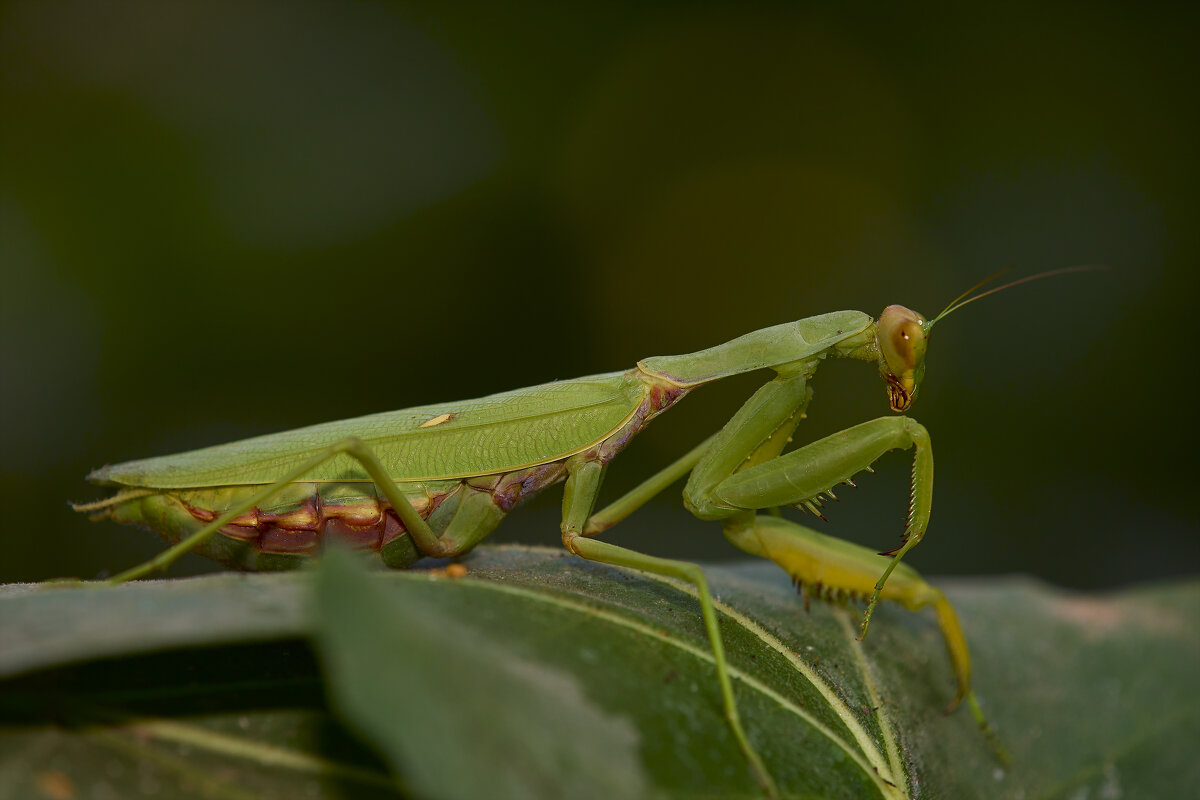 Богомол... - Александр Посошенко