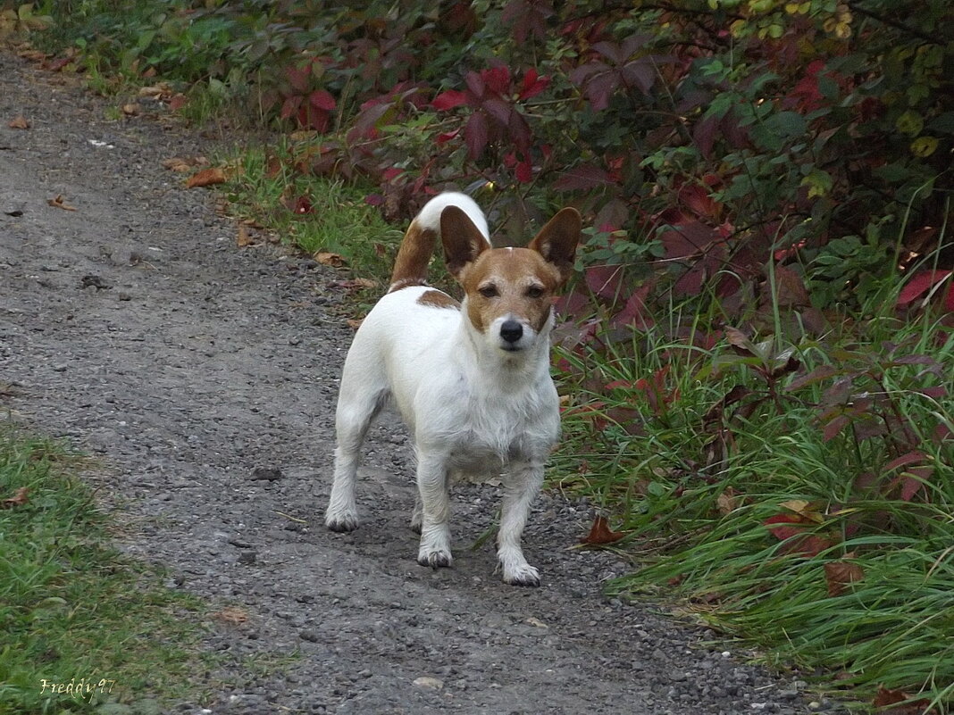 Милка - Freddy 97