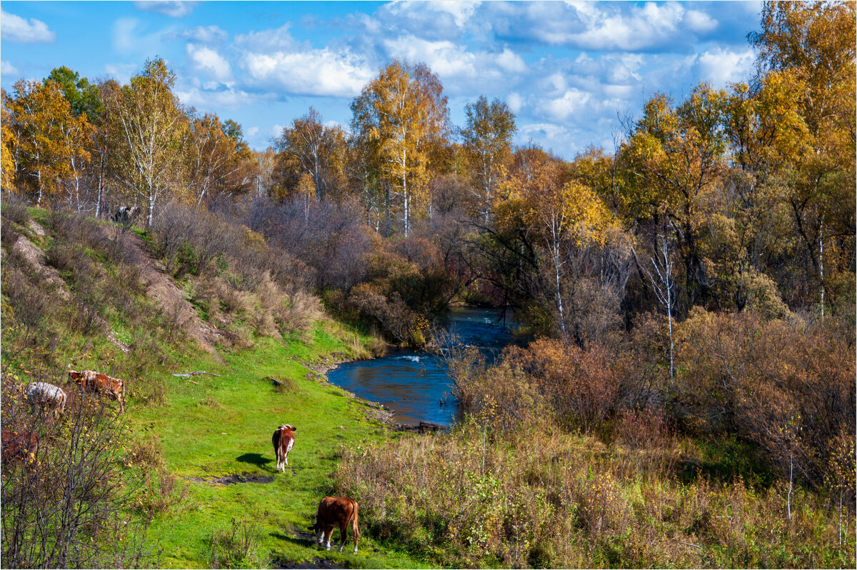 На осеннем пастбище... - Алексей Мезенцев
