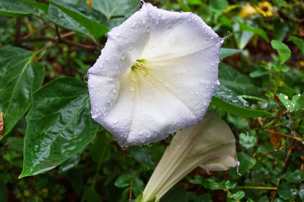 Дурман - Александр Лычагин