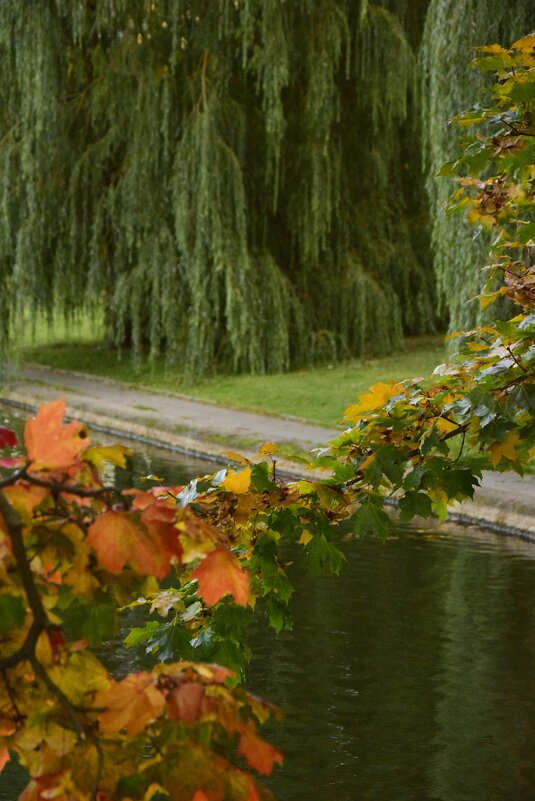 Листья деревьев - Мария Яковлева