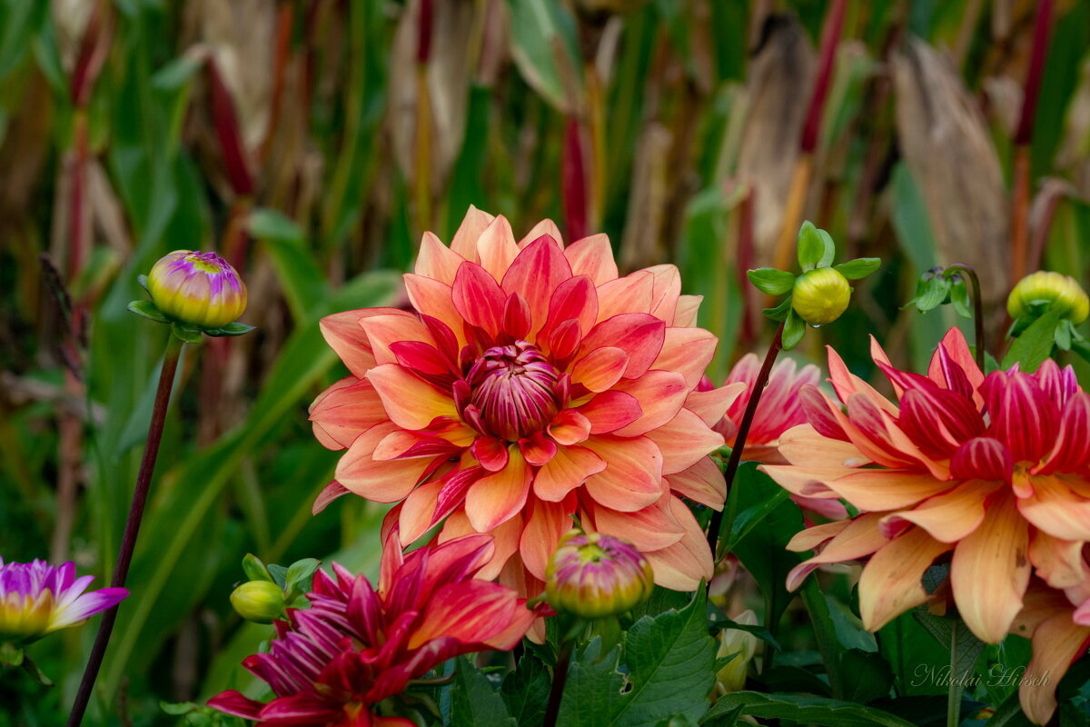 Георгины в сентябре... - Николай Гирш Георгины в сентябре... - Николай Гирш