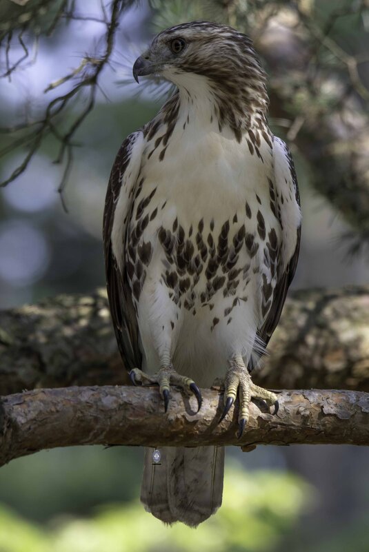 Red-tailed hawk - Al Pashang 