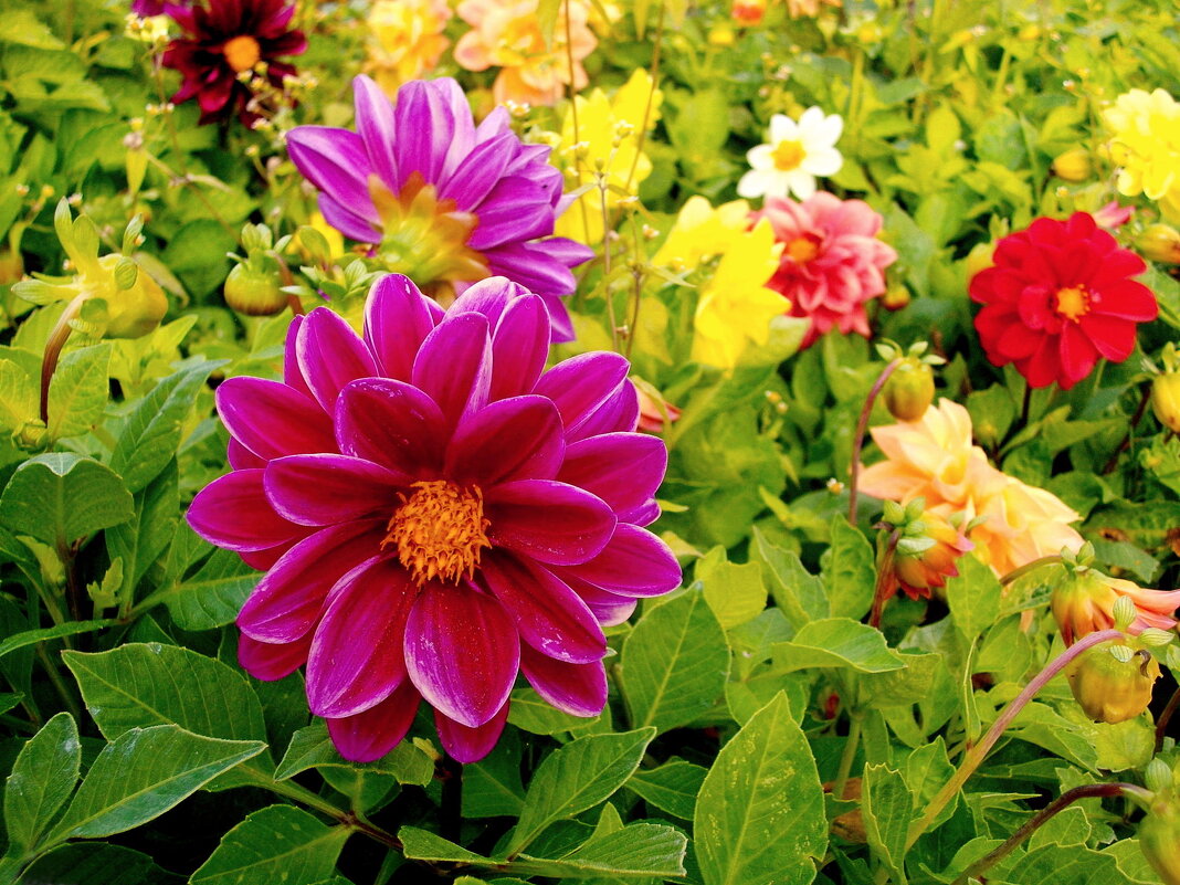 Осенние георгины. - Лия ☼