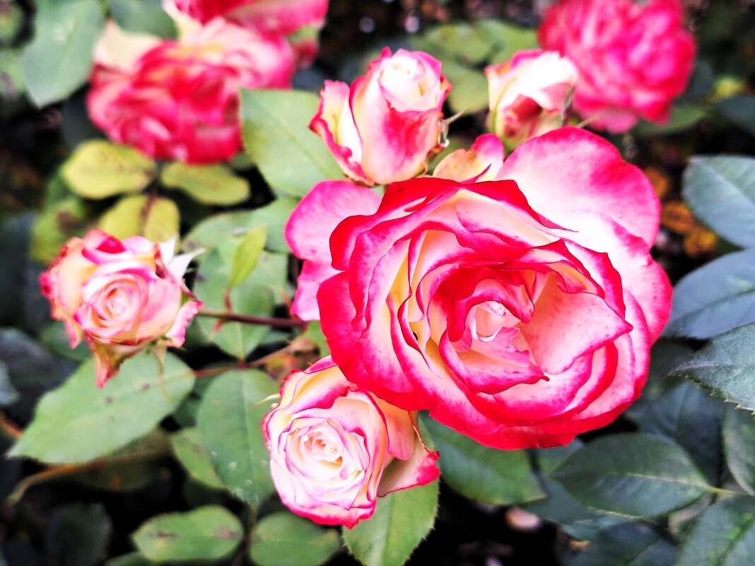 Розы - Наталья 