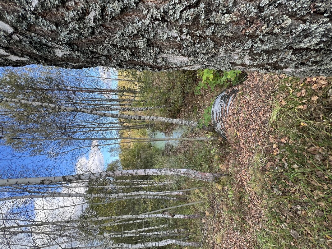 В лесу - Натали Королева