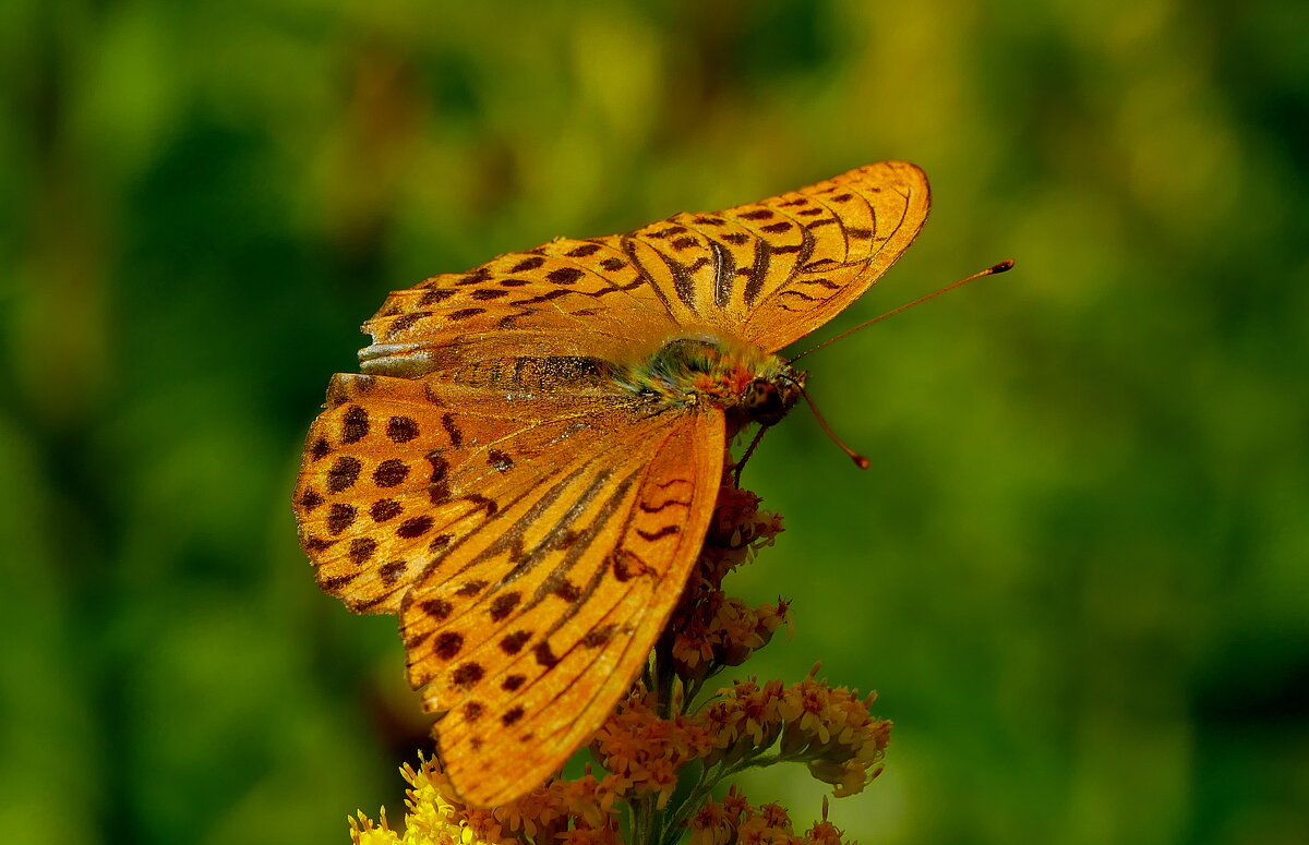 опять про бабочек 4 - Александр Прокудин