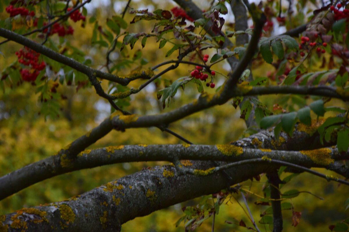 Сквозь листья дерева - Мария Яковлева