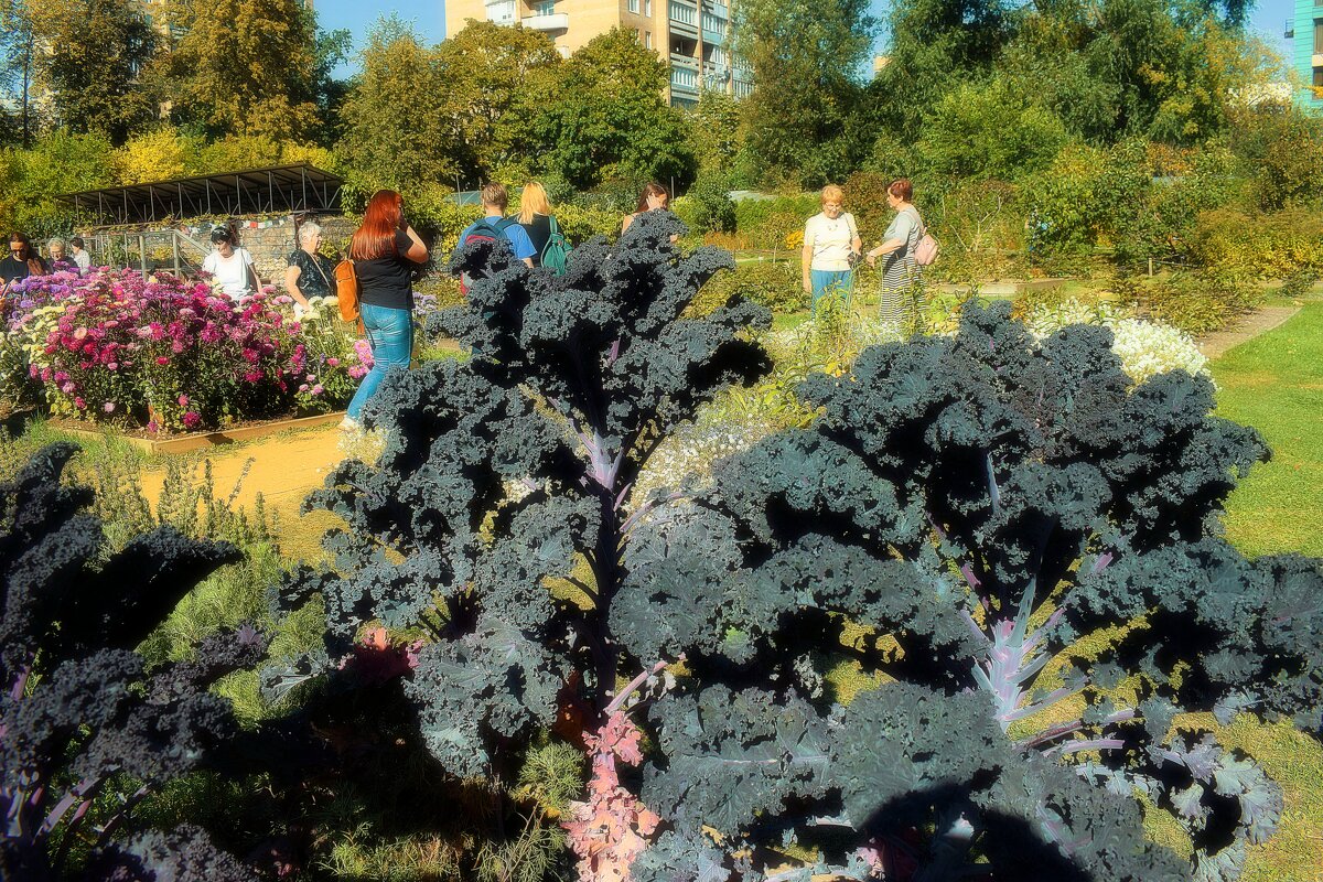 Капуста "Кале".  - Татьяна Помогалова