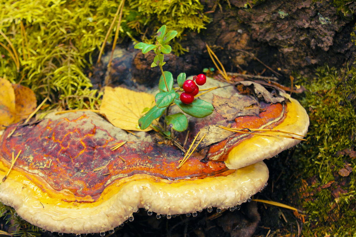 ** - Сергей Кочнев