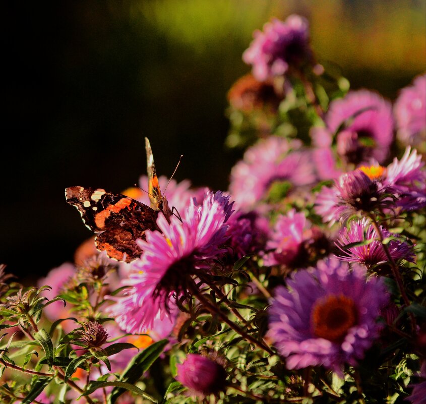 ...цветы в цветах.. - Георгий Никонов