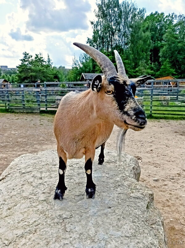 Дети, куда же вы все убежли? Кто гладить будет?) - Veera V