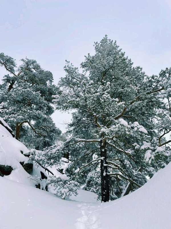 Зима - Георгиевич Зима - Георгиевич