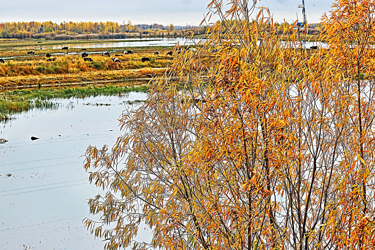 Сентябрь. в пойме протоки Коим! - Владимир 