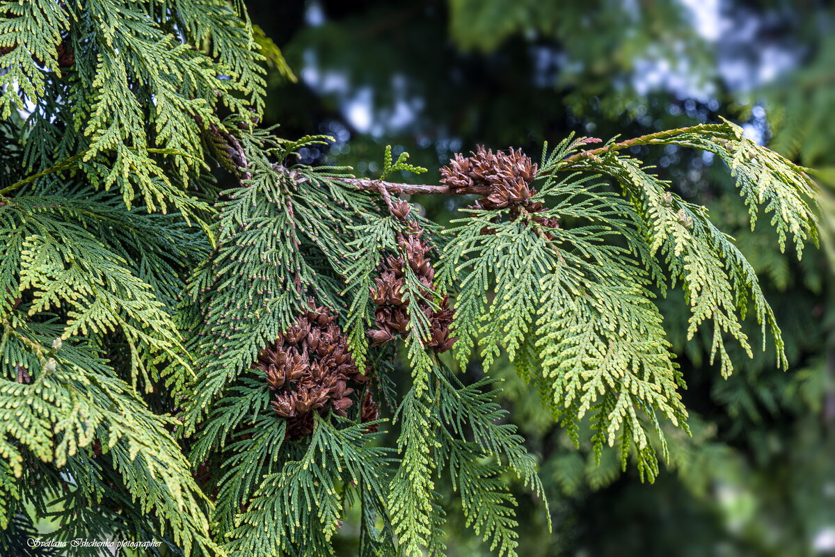 Туя западная - Светлана Ищенко