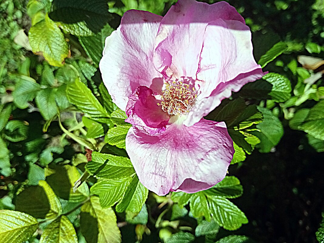 Цветы. - Владимир Драгунский
