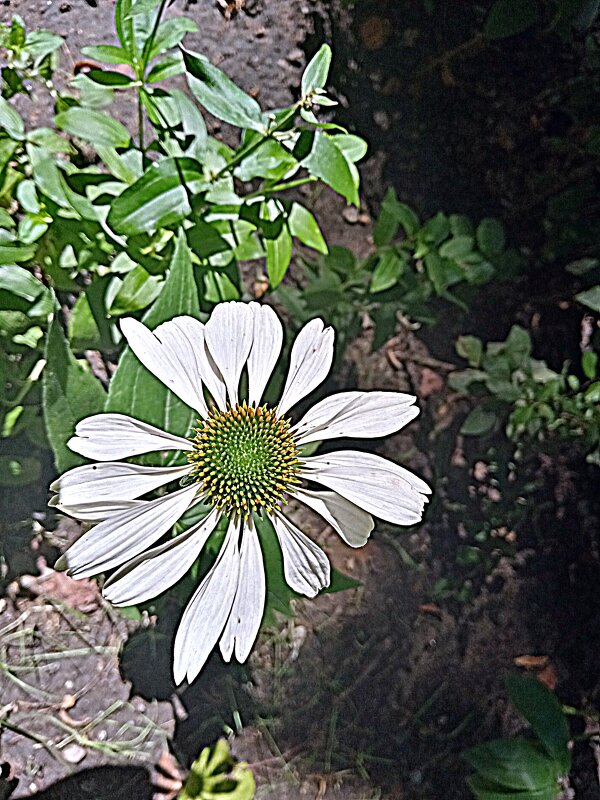 Цветы. - Владимир Драгунский