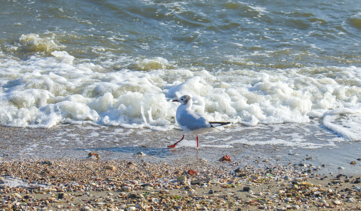 команда раззз выше ногу тяни носок.. - petyxov петухов