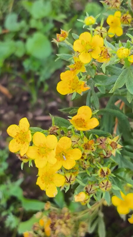 Лапчатка. - Ольга 