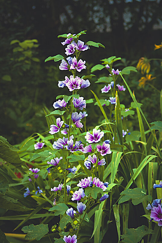 Цветение - Владимир Кроливец