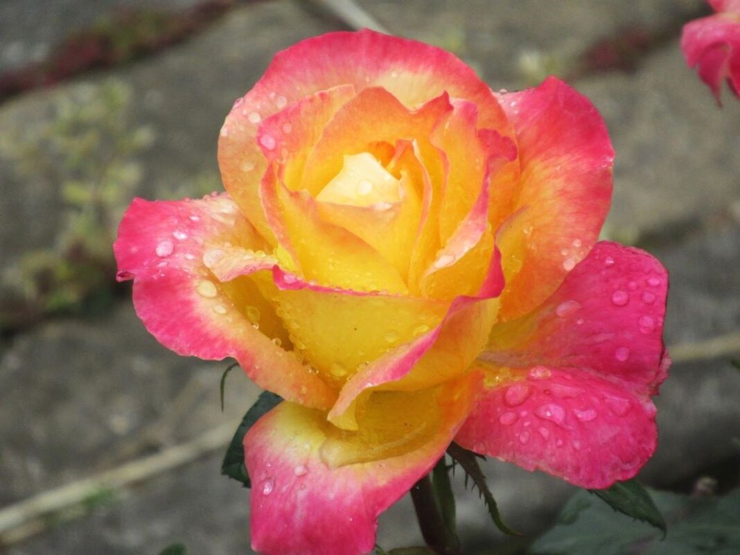 Розы... розы... - viach 