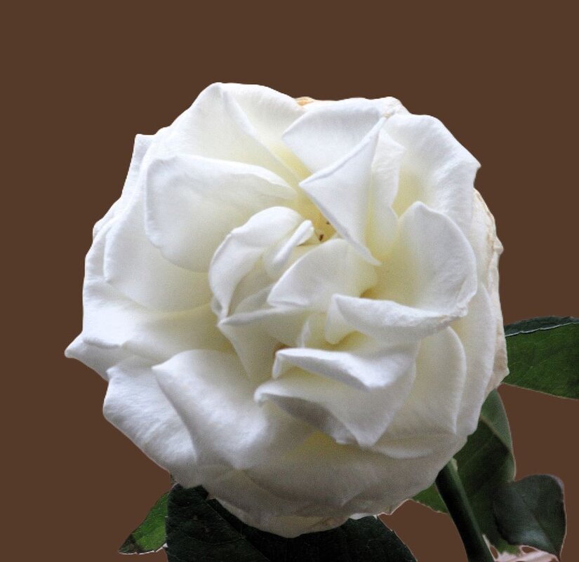 Розы... розы... - viach 