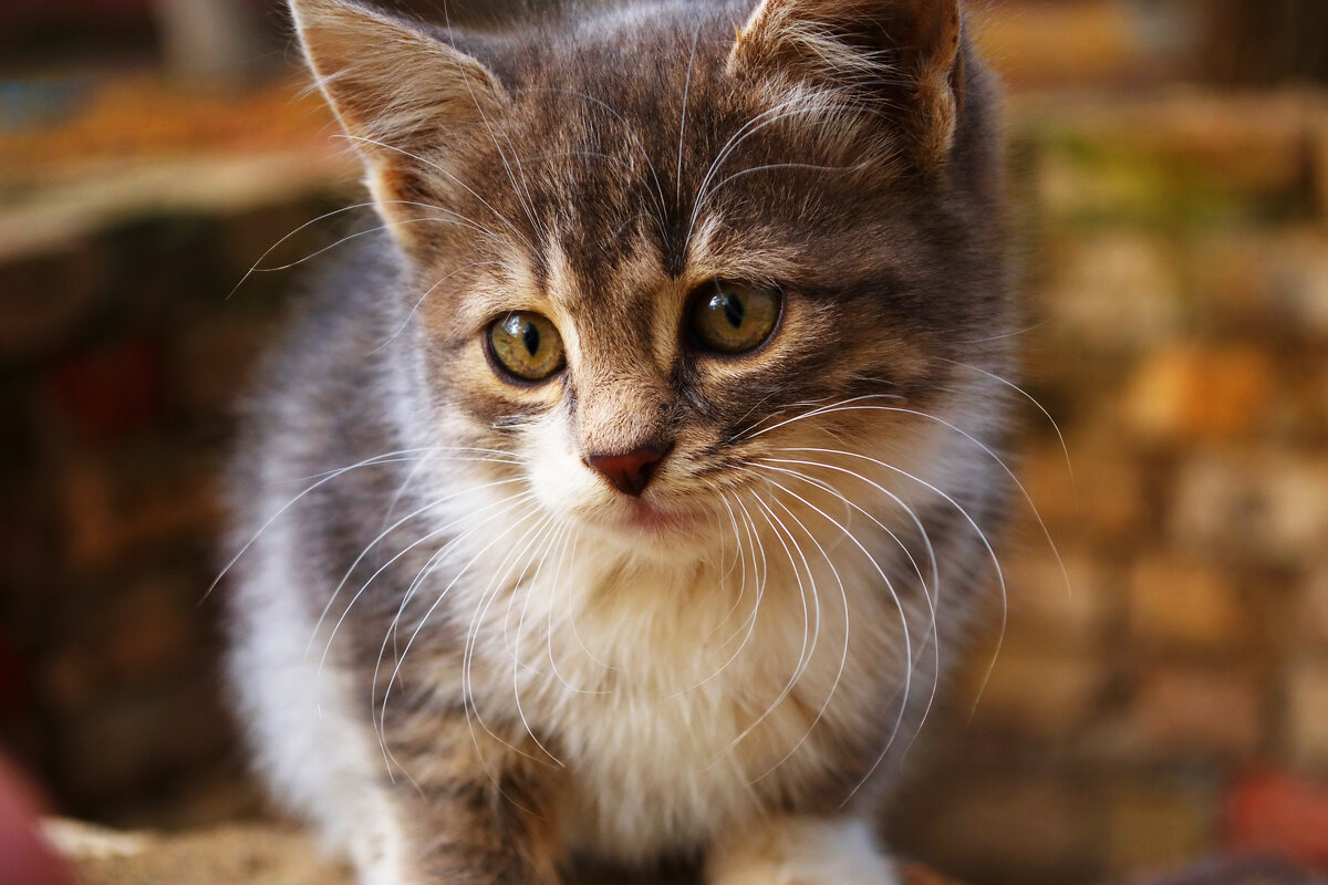 Котенок - Александр Лычагин