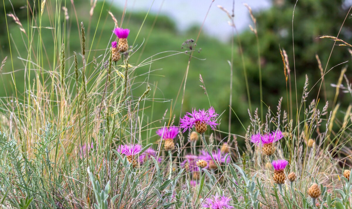 Краски лета. - Алексей Трухин