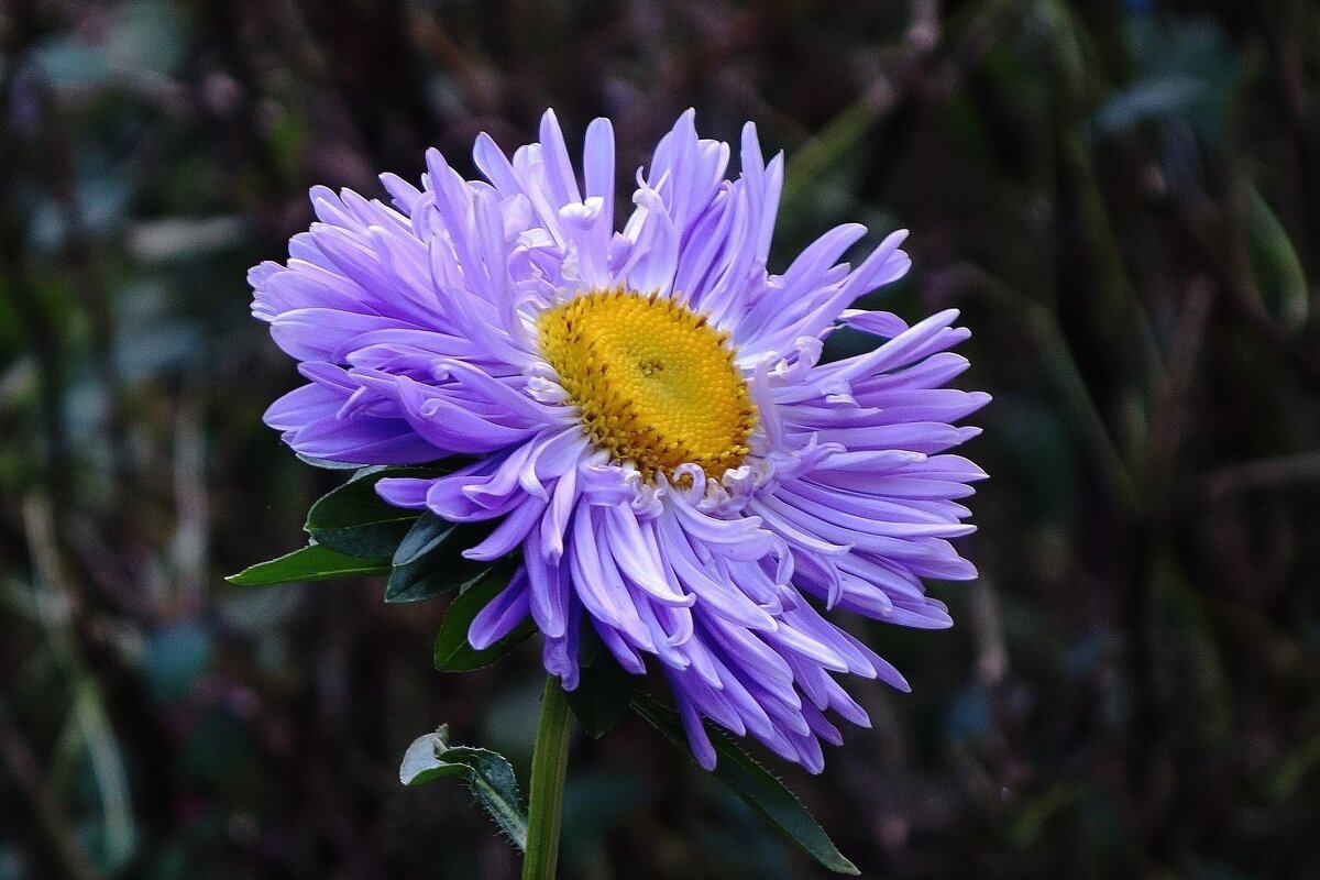 Астра - Рита Симонова