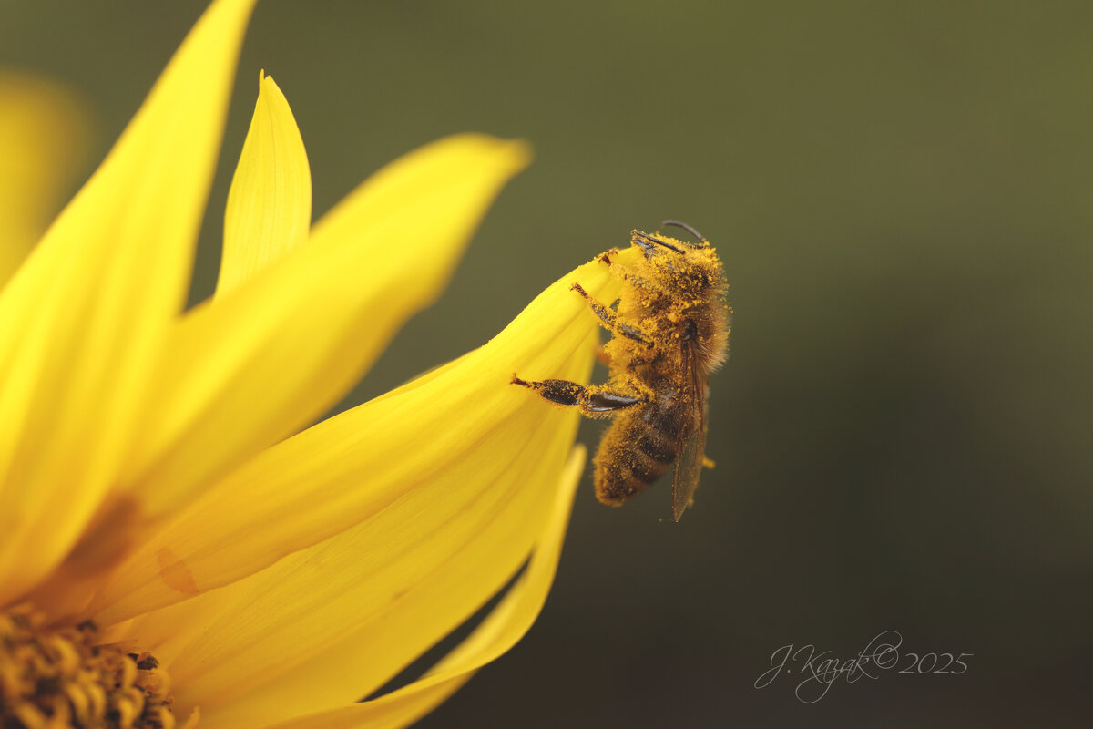 *** - Елена Kазак (selena1965)