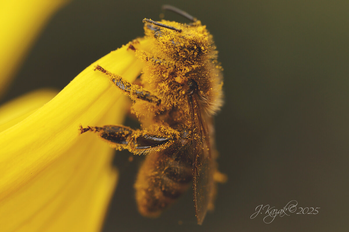 *** - Елена Kазак (selena1965)