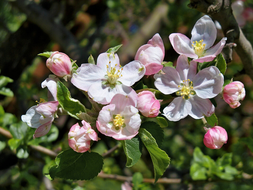 Яблоневый  цвет - Валентин Семчишин