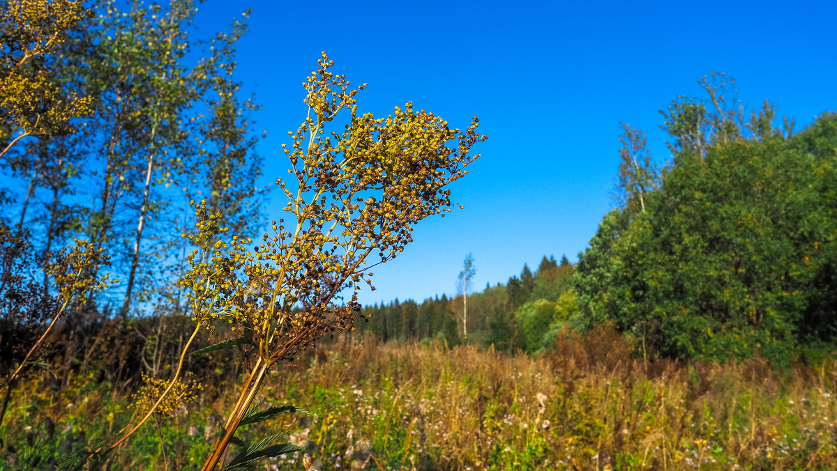 Осенние - юрий поляков