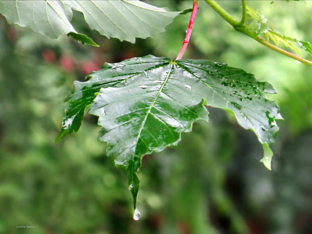 Дождик - Татьяна Львова