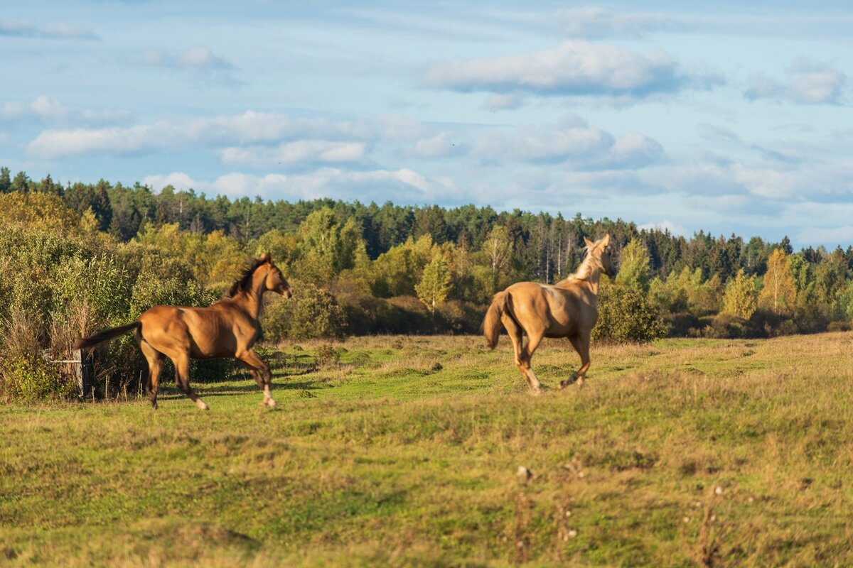 Пробежка. - Виктор Евстратов Пробежка. - Виктор Евстратов
