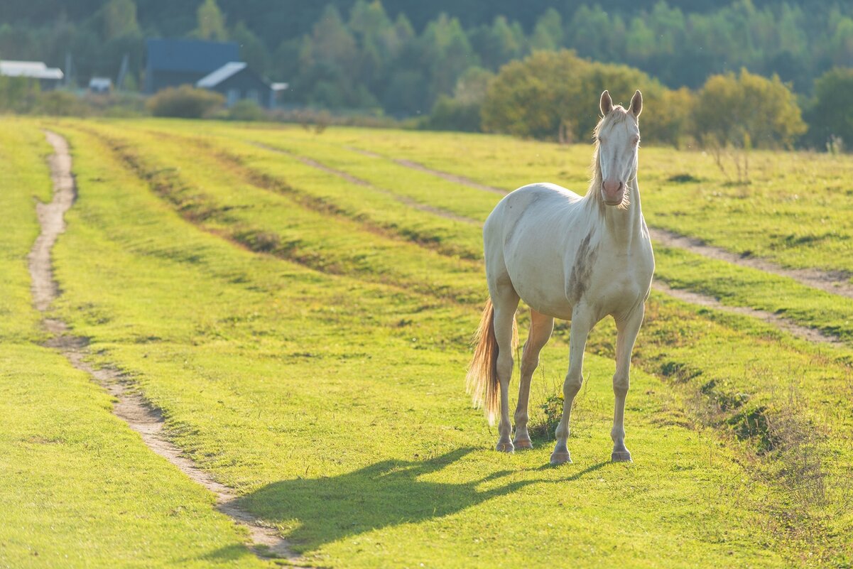Осенний выгул. - Виктор Евстратов