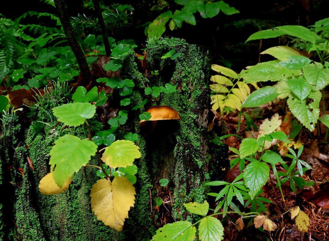 Притаился - Evgeny Mameev