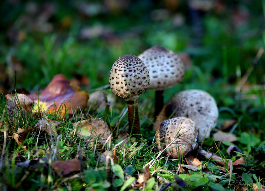 ......не знаю как зовут, но красиво. - Evgeny Mameev