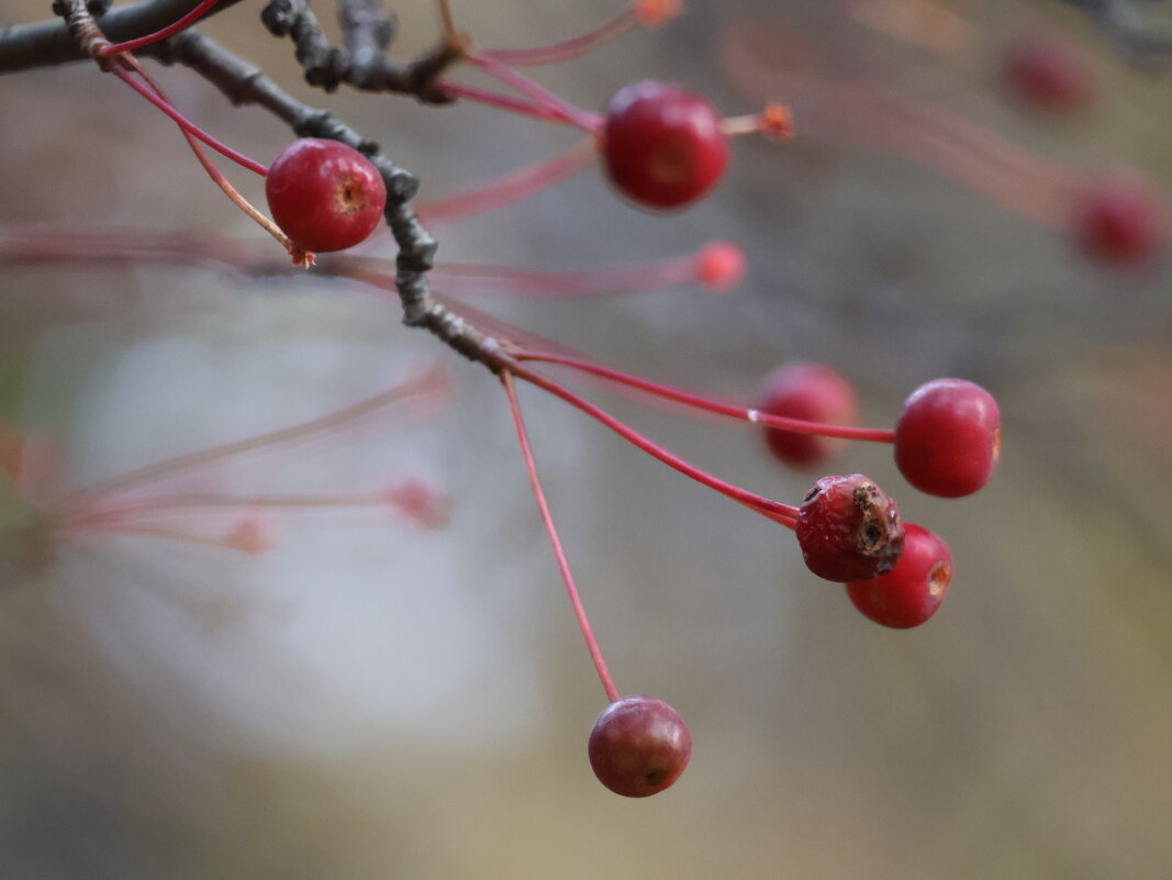 Осеняя зарисовка - Иван Ермен