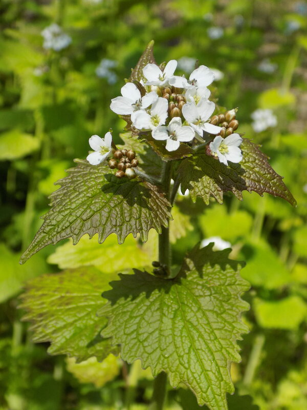 Весна: чесночница цветёт... - Константин Штарк