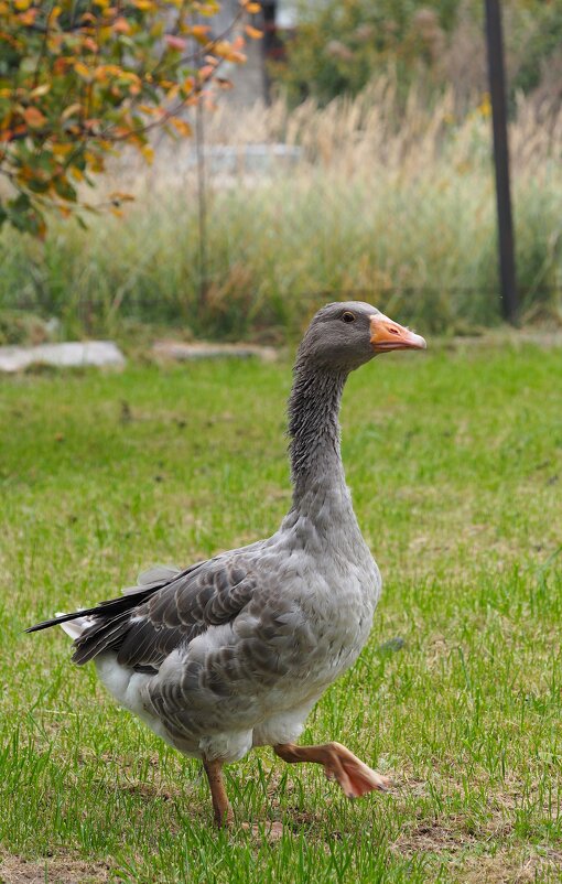 На прогулке - Анна Чехович