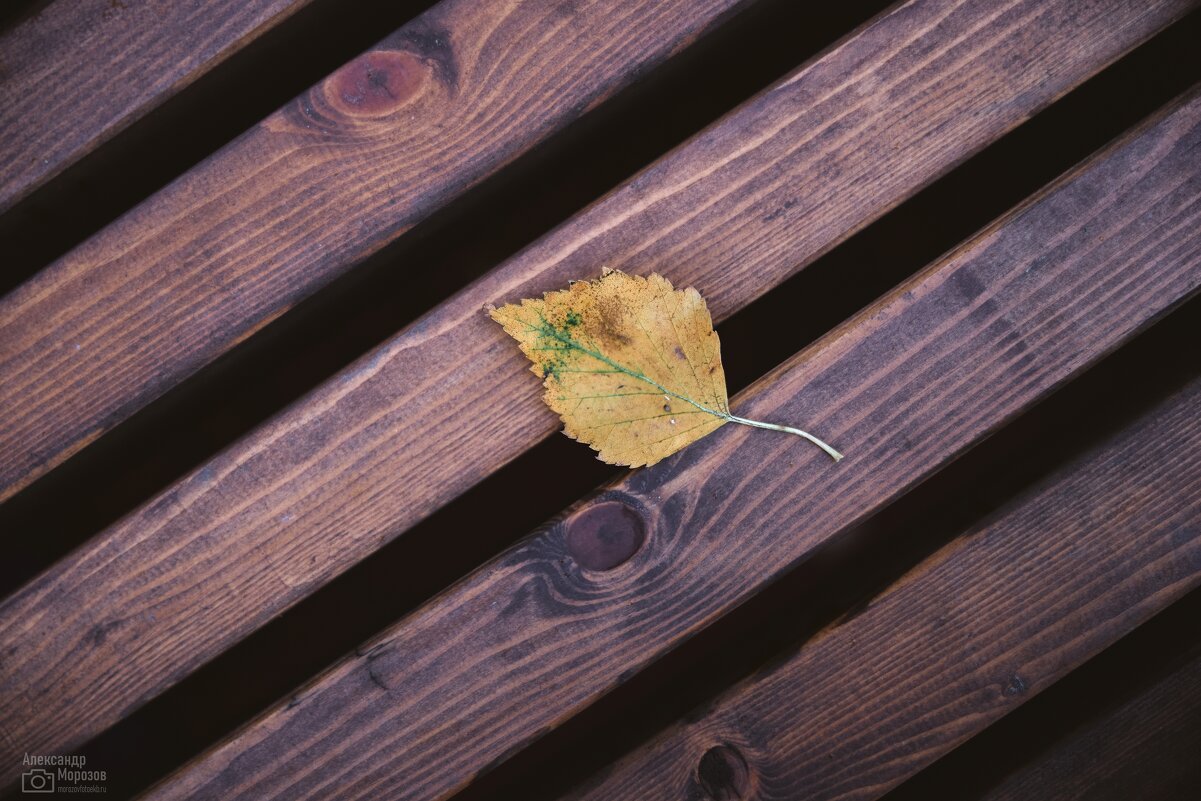 Листок на лавочке - Александр Морозов