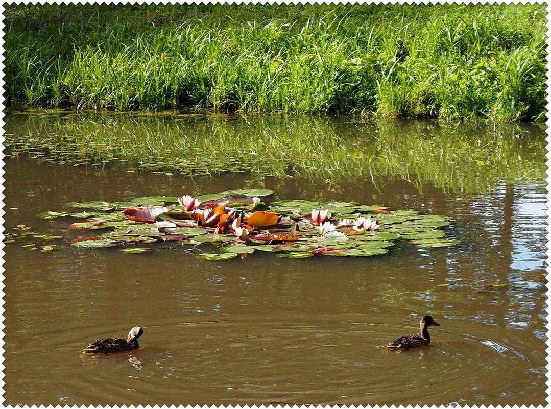 Утки и лилии. - VasiLina * Утки и лилии. - VasiLina *